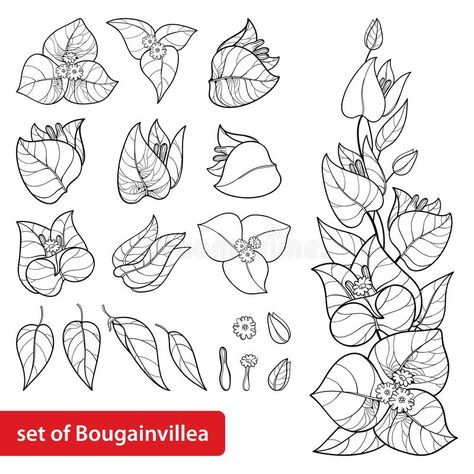 Vector set with outline Bougainvillea or Buganvilla flower bunch with bud and leaf in black isolated on white background. Tropical ornate Bougainvillea in royalty free illustration Bougainvillea Embroidery, Summer Coloring, Flower Drawing Tutorials, Fabric Painting On Clothes, Book Diy, Flower Bunch, Flower Art Drawing, Illustration Botanique, Flower Inspiration