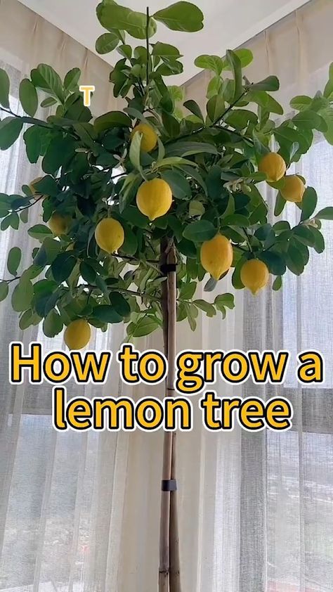 Anthony Alexis | Tomatoes management | Instagram Mini Lemon Tree, Growing Lemon Trees, Lemon Trees, Growing Seeds, Lemon Tree, How To Grow, Tomatoes, To Grow, Lemon