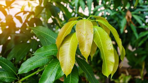 Benefits Of Mango, Brain Inflammation, Mango Health Benefits, Mango Leaf, Mango Plant, Mango Leaves, Mango Benefits, Heart Care, Mango Tree