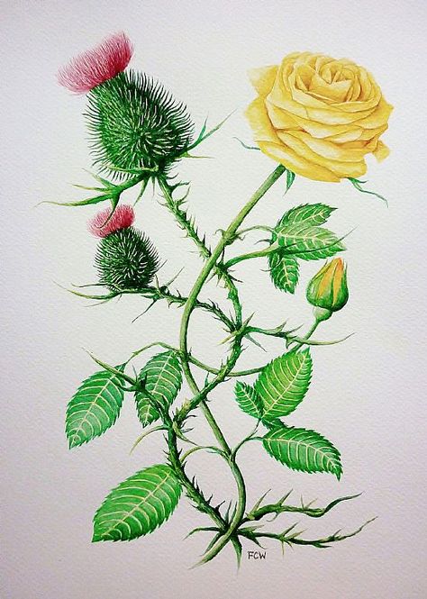 Thistle and Rose Thistle Rose Tattoo, Tattoo Covering, Thistle Flower Tattoo, Plants Drawings, Scottish Thistle Tattoo, Rose Watercolour, Drawing Roses, English Ancestry, Inspiring Tattoos