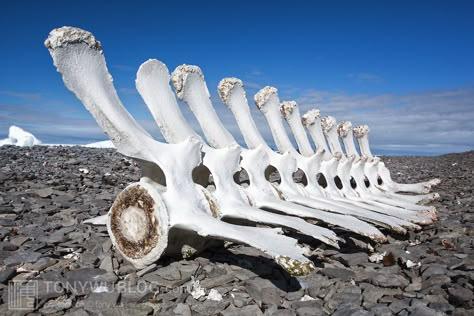 Whale Bones, Nunavut Canada, Bowhead Whale, Spinal Column, The Lovely Bones, Animal Skeletons, Vulture Culture, Underwater Art, Dinosaur Skeleton