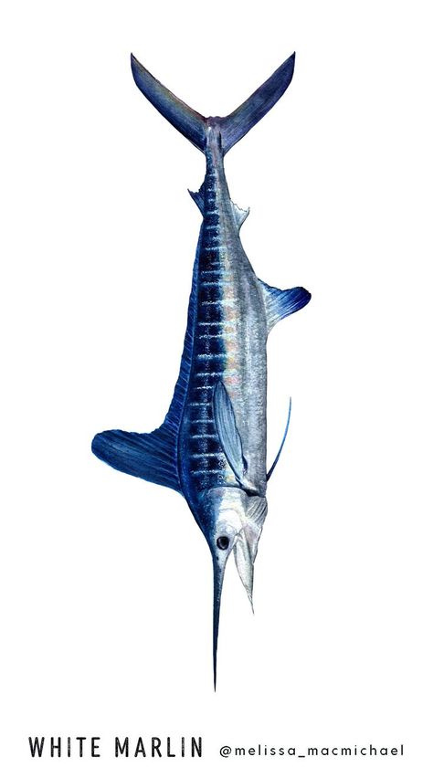 White Marlin scientific illustration by Melissa MacMichael. Watercolor, painting, gift, Offshore, sportfishing, ocean fish, marlin, Kajikia albida, skilligalee, billfish, Mid-Atlantic Tournament, sport fish, fishing, sealife, wildlife, original art, handpainted, license, water color, ocean theme, nautical, marine, wildlife art, blue fish, children, youth, father, father's day, dad, fishing enthusiast, seafood, sushi, White Marlin Open, Ocean City, MD White Marlin Tattoo, Blue Marlin Drawing, Marlin Fish Drawing, Fish References, Blue Marlin Fish, White Marlin, Ocean Habitat, Seafood Sushi, Ocean Art Painting