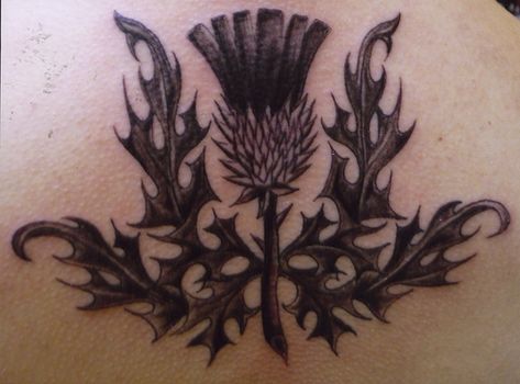 Scottish Thistle Tat.....love this ! Scottish Tattoo Ideas, Thistle Tattoos, Thistle Art, Scottish Thistle Tattoo, Scottish Tattoo, Celtic Thistle, Scottish Tattoos, Thistle Tattoo, Thistles Art