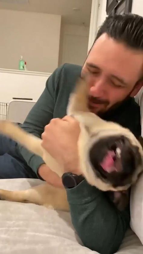 Pugs are the best ❤️😂 @thatpugspud #pug #puglove #dog Long Hair Problems, Prairie Dog, One Eye, All About Animals, Hair Problems, Cheer You Up, Animal Stories, Animal Videos, Morning Yoga