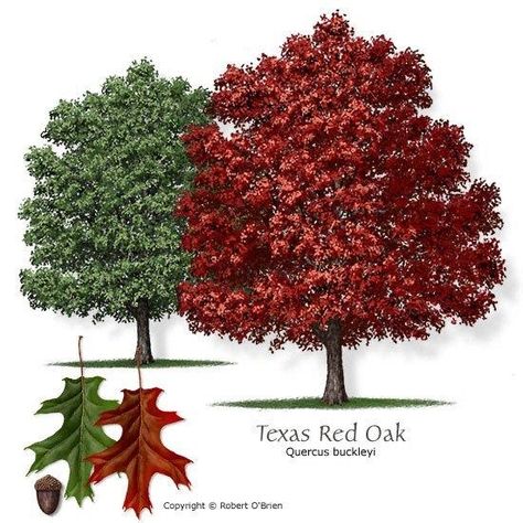 Arbor Life : A good tree to plant: Texas Red Oak Backyard Trees Landscaping, Texas Trees, Drought Tolerant Trees, Red Oak Tree, Texas Landscaping, Types Of Trees, Texas Native Plants, Backyard Trees, Landscaping Trees