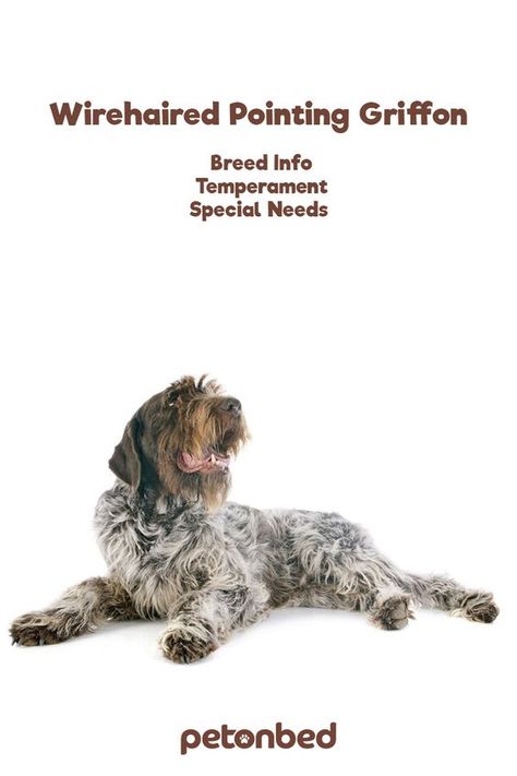 German Wirehaired Griffon, Bird Dog Training, Korthals Griffon, Family Dogs Breeds, Friendly Dog Breeds, Pointing Griffon, Wirehaired Pointing Griffon, Griffon Dog, Puppy Biting