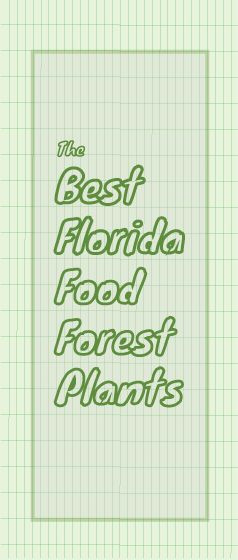 Food Forest Layout, Florida Food Forest, Forest Layout, Food Forest Design, Veggie Garden Design, Food Forests, Food Forest Garden, Front Landscape, Fruit Bearing Trees