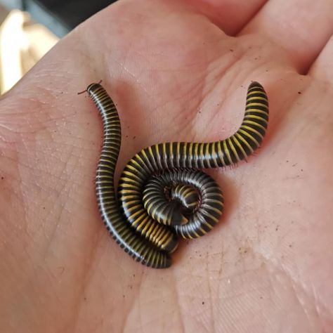 Millipedes Bumblebee Millipede, Pet Millipede, Animals With Hearts, Weird Dogs, He Just Like Me Fr, Centipedes, Cool Insects, Cool Bugs, Creepy Crawlies