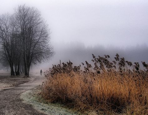 November Fog, Norway Photo Ciel, Fall Scenes, Landscape Photography Tips, Storytelling Photography, Late Autumn, Tree Trunks, Dirt Road, Autumn Aesthetic, Slice Of Life