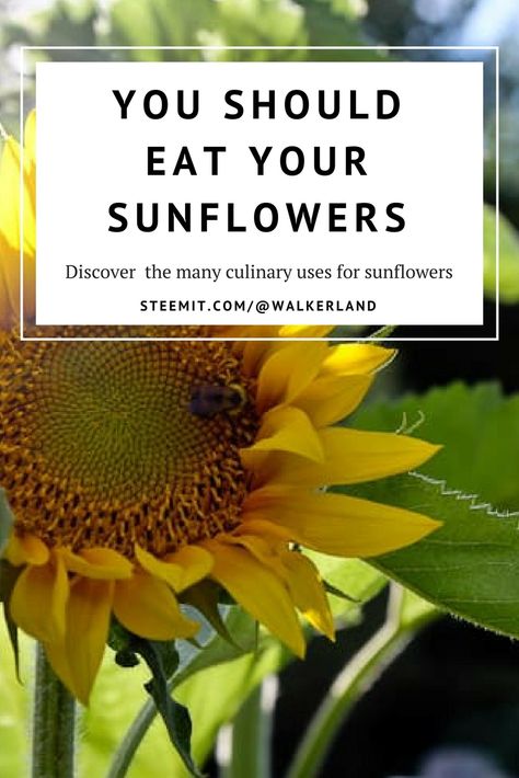 How To Cook Sunflower Seeds, How To Flavor Sunflower Seeds, How To Harvest Sunflower Seeds To Eat, When To Harvest Sunflower Seeds, Sunflower Party Themes, Health Benefits Of Sunflower Seeds, Sunflower Leaves, Growing Sunflowers, Sunflower Hearts