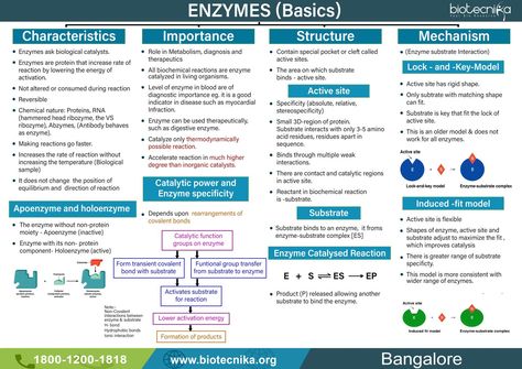 Enzyme basics Enzymes Biology Notes, Enzymes Notes, Genetics Notes, Enzymes Biology, Biochemistry Notes, Learn Biology, Human Physiology, Biology Worksheet, Pedigree Chart