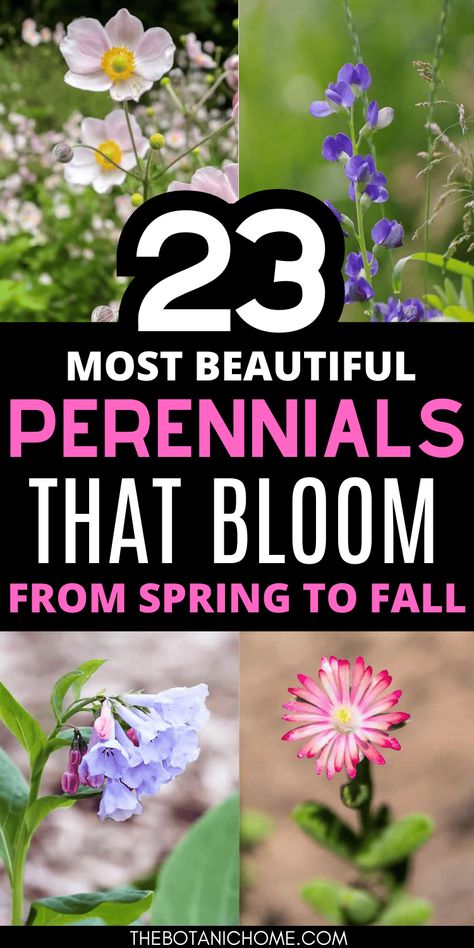 23 Most Beautiful Perennials That Bloom Spring to Fall - The Botanic Home Spring Perennial Garden, Year Round Perennials Garden Design, Late Spring Blooming Perennials, Flowering Landscape Ideas, Perennial Flower Garden Design Layout, Flowers Bloom All Summer, Spring To Fall Perennial Garden, Year Round Blooming Garden, Flower Gardens For Beginners Landscaping