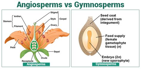 Angiosperms and Gymnosperms Angiosperms And Gymnosperms, Gymnosperms And Angiosperms, Plant Taxonomy, Science Plants, Shivratri Photo, Plant Biology, Plant Classification, Plant Physiology, Fourth Grade Science