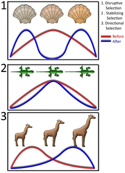 Different changes in population genetics as a result of various selective pressures: disruptive selection, stabilizing selection, & directional selection Type Chart, Natural Selection, Charles Darwin, Zoology, Anthropology, The Only Way, Ecology, Sample Resume, Biology