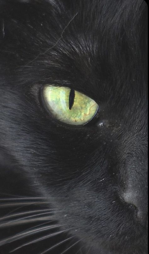 Black Cat With Green Eyes, Cat With Green Eyes, A Black Cat, Cat S, Cats Eye, Black Cats, Green Eyes, A Black, Black Cat