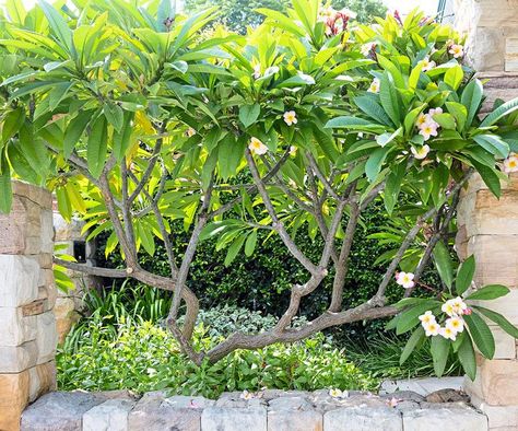 Plumeria Tree, Design Backyard, Flower Bed Designs, Tropical Backyard, Backyard Plants, Back Garden Design, Tropical Gardens, Thriving Garden, Coastal Gardens