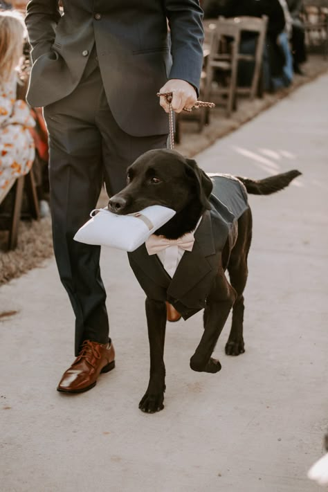 Western Wedding With Dog, Dogs Wedding Outfits, Dog Best Man Wedding, Chocolate Lab Wedding, Dog Wedding Ceremony, Dogs In Weddings Ceremony, Black Lab Wedding, Dogs At Weddings Ideas, Dog In Wedding Ideas