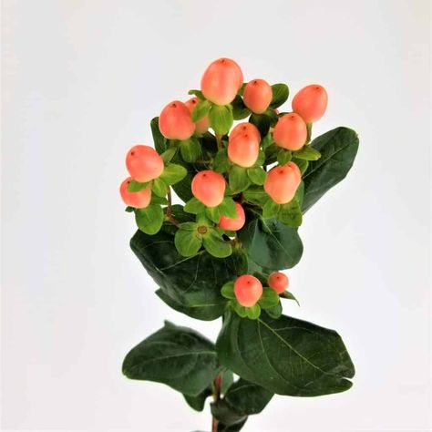 HYPERICUM BERRY CORAL Coral Berry, Hypericum Flower, White Hypericum Berries, Green Hypericum Berries, Pink Hypericum Berries, Coral Colour Palette, Hypericum Berries, Coral Flowers, Flower Food