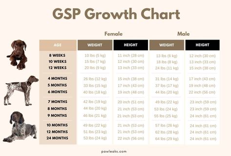 German Shorthaired Pointer Growth Chart - From Pup To Full Grown GSP! | PawLeaks Puppy Growth Chart, German Short Haired Pointer Puppy, Hedgehog Care, Fenced Garden, German Pointer, Gsp Dogs, Gsp Puppies, Short Haired Pointer, Puppy Kennel