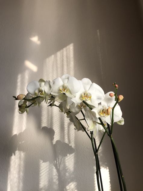 White Orchid Aesthetic, Orchid Flower Aesthetic, Orchids Aesthetic, Orchid Aesthetic, Six Crimson Cranes, Background Studio, Flower Landscape, Plant Aesthetic, Orchid Plants