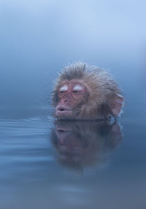 Monkey Hot Spring, Hot Spring Monkey, Monkeys In Hot Springs, Snow Monkeys, Snow Monkey, Really Cute Puppies, Monkeys Funny, Cute Monkey, Hot Spring