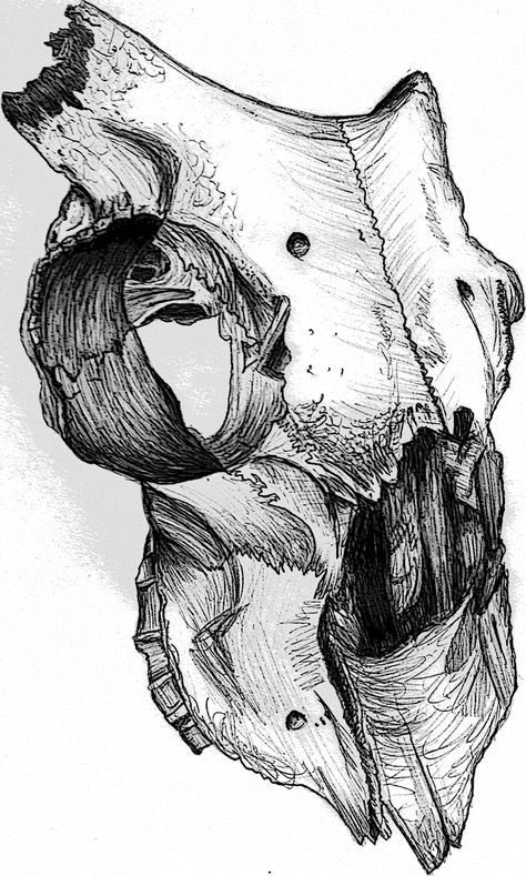 Animal skull biro drawing, animal structure project, Kat Russell