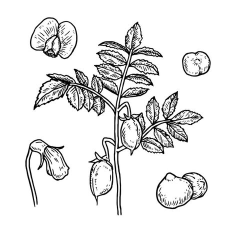 Realistic hand drawn chickpea beans and ... | Free Vector #Freepik #freevector #hand #green #hand-drawn #plant Chickpea Tattoo, Chickpea Plant, Plant Sketches, Plant Drawing, Green Hand, Hand Drawn Illustration, Drawn Illustration, Botanical Drawings, Dreamcatcher Tattoo