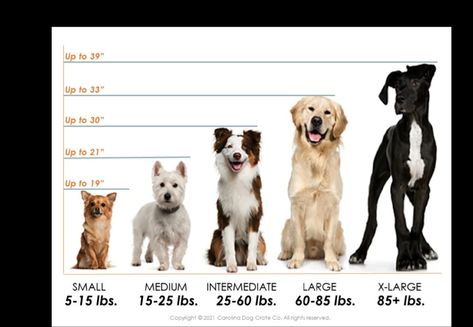 Laundry Dog Room, Dog Chart, Carolina Dog, Dog Size Chart, Leather Bed Frame, Dog Food Container, Dog Room, Dog Rooms, Pet Boutique