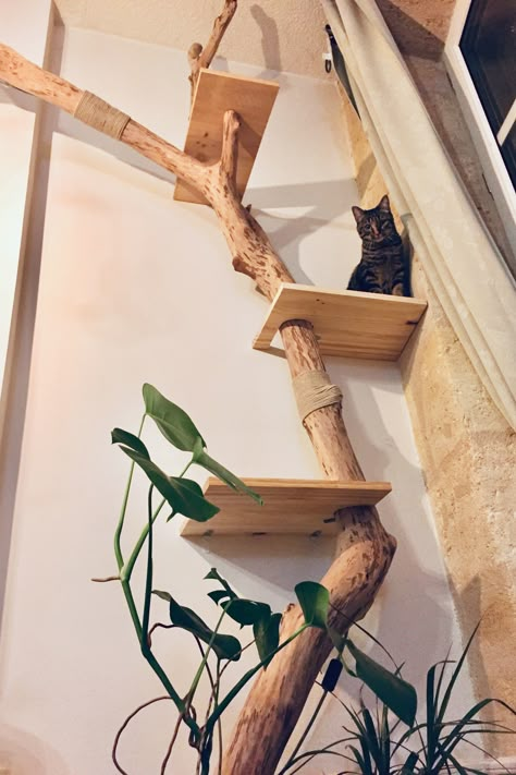 Rustic Cat Tree, Cat Climbing Wall Aesthetic, Cat Wall Aesthetic, Cat Wall Furniture Ideas, Driftwood Cat Tree, Diy Cat Shelves, Katt Grejer, Kat Diy, Cat Patio