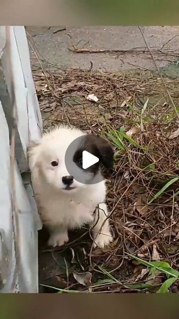 Lumblex on Instagram: "Kind man found a cute stray puppy and rescue it #animallove #animalloversofinstagram #animallovers❤️ #animalsofinsta #animalrescue #rescue #rescuesofinstagram #fyp #deer #babydeer #rescuedog #rescuebird #rescuedogs" Stray Puppy, Puppies Cutest, Puppies Videos, Cute Fluffy Puppies, Puppy Videos, Beautiful Dogs Photos, Dachshund Rescue, Funny Deer, Baby Animal Videos