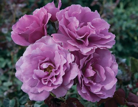 Rose Companion Plants, Citrus Perfume, Rosé Angel, Floribunda Rose, Floribunda Roses, Lavender Petals, Best Roses, Garden Herbs, Rose Seeds