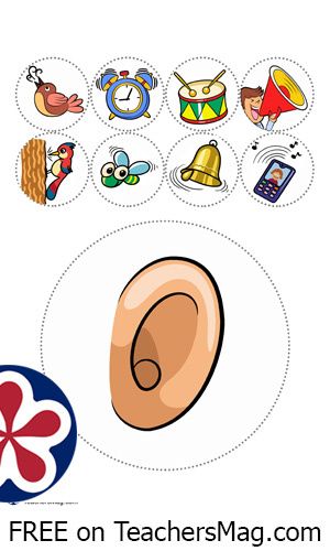 5 Senses Sorting Activity, 5 Senses Crafts Preschool, Senses Activities Preschool, My Five Senses Activities, 5 Senses Activities For Preschoolers, Senses Sorting Activity, 5 Senses Craft, Five Senses Activities, Senses Activity