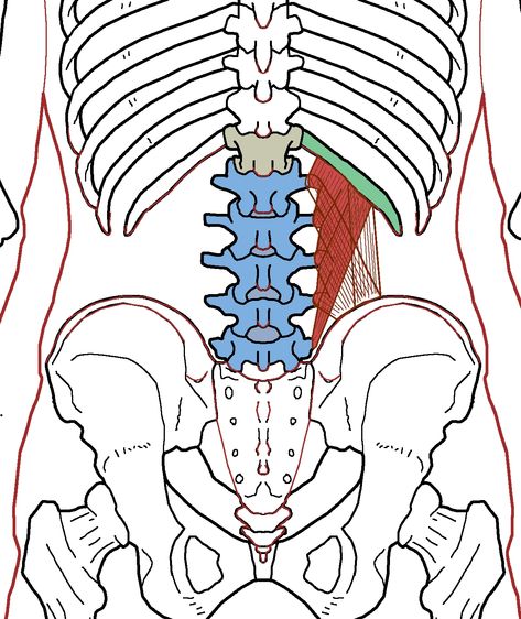 Quadratus Lumborum – Functional Anatomy | | Integrative Works Iliac Crest, Lumbar Vertebrae, Quadratus Lumborum, Psoas Release, Tight Hip Flexors, Psoas Muscle, Muscle Anatomy, Trigger Point, Tight Hips