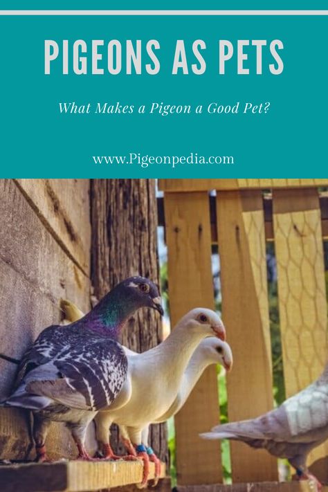 Pigeon As Pets, Pigeons As Pets, Raising Pigeons, Pigeon Aviary, Pigeon Keeping, Pigeon Pet, Quail House, Pigeon Nest, Pigeon Cage