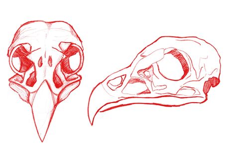 Vulture Drawing, Vulture Skull, Animal Skull Drawing, Bird Skull Tattoo, Bone Drawing, Skull Reference, Skull Sketch, Arte Ninja, Animal Skeletons