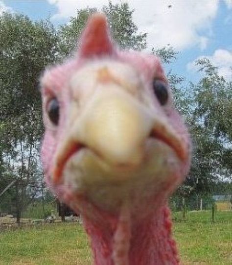 Funny Turkey Pictures, Turkey Meme, Funny Thanksgiving Pictures, Thanksgiving Meme, Christmas Memes Funny, Thanksgiving Pictures, Christmas Memes, Funny Turkey, Hosting Thanksgiving