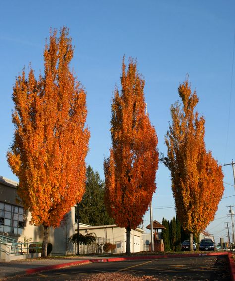 Acer rubrum x freemanii - Columnar red maple 6 Acer Rubrum, Red Maple Tree, Columnar Trees, Moon Nursery, Street Trees, Specimen Trees, Red Maple, Red And Silver, Ornamental Trees