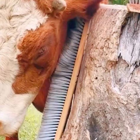 The Gentle Barn on Instagram: "Just like dogs, cows love scratching an itch. While we’re always ready to lend the rescued cows of the St. Louis Six a hand, sometimes they like to groom themselves so we installed a new scratching post for them! Who do you think liked it best? 🐮" Cow Scratching Post, Scratching Post, Farm Animals, Cow, Horses, Dogs