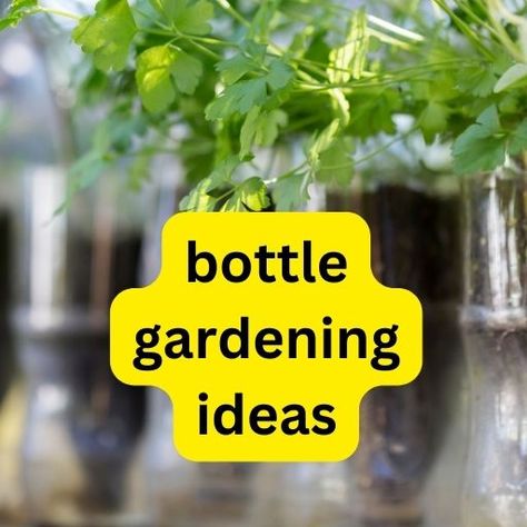 10 Creative glass bottle gardening ideas Bottle Gardening, Plant In Glass, Bottle Trees, Empty Glass Bottles, Gardening Projects, Blue Glass Bottles, Glass Bottle Diy, Bottle Garden, Unique Planter