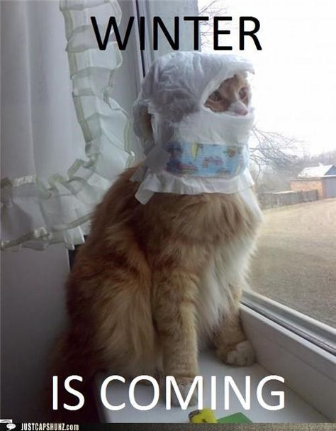 Winter is coming meme Winter Is Coming Meme, Hilarious Pictures, Pictures Of Cats, Winter Is Coming, Funny