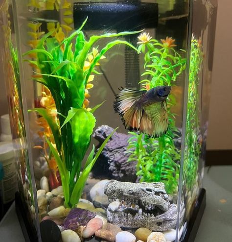 Small Betta Fish Tank Ideas, Fish Inspiration, Betta Fish Tank Ideas, Betta Fish Bowl, Rimless Aquarium, Fish Types, Betta Fish Types, Fish Bowls, Fish Tank Design