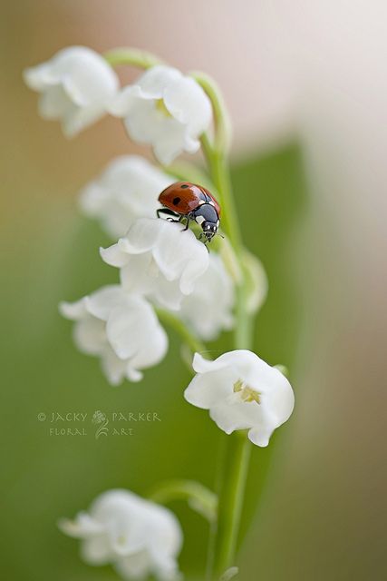 ✿ White flower Lily Lady by Jacky Parker Floral Art, via Flickr 1 Er Mai Muguet, Lily Of The Valley Flowers, Valley Flowers, Flowers Nature, Beautiful Blooms, A Lady, Lady Bug, Flower Pictures, Lily Of The Valley