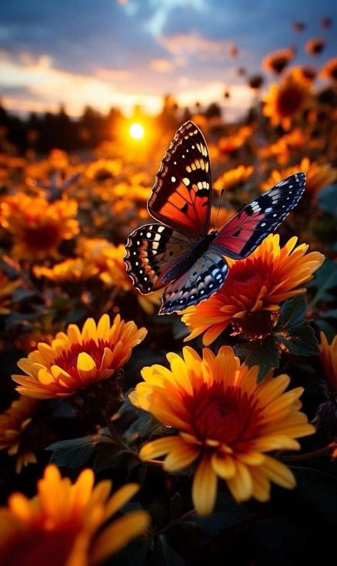 Happy Thursday Good Morning, Butterfly Images Photography, Thursday Good Morning, Summer Nature Photography, Beautiful Butterfly Pictures, Beautiful Butterfly Photography, Beautiful Butterflies Art, Lovely Flowers Wallpaper, Sunflower Wallpaper