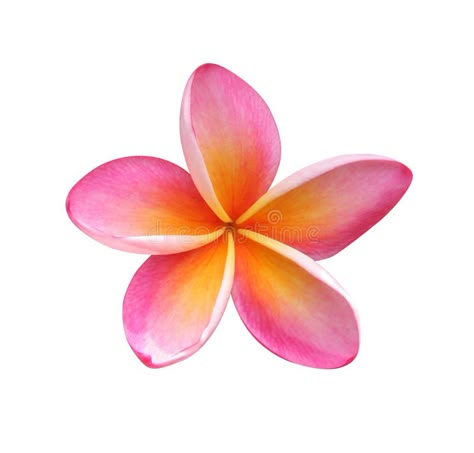 Grow Gorgeous, Gardening Inspiration, Beach Flowers, Flower Collage, Plumeria Flowers, Flower Icons, Summer Icon, Garden Oasis, Summer Wallpaper