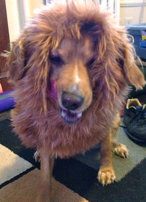 How to Make a Lion’s Mane Dog Costume sounds easier than others Dog Lion Costume, Lion Costume Diy, Dog Lion Mane, Daisy Dog, Lion Costume, Horse Costumes, Lion's Mane, Lion Dog, Puppy Treats