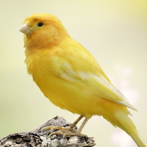 A yellow canary, like that of the one in the play. Singing Canary, Bird Parakeet, Blue Canary, Bird Sounds, Yellow Canary, Canary Birds, Yellow River, Tipping Point, Novelty Hats