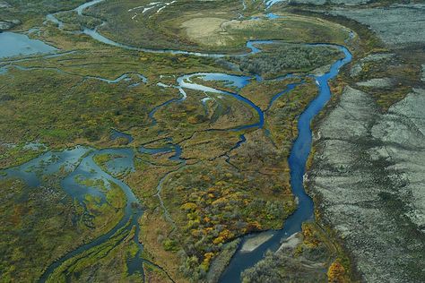 Fly fishing has been impacted as well... Indian Canoe, Alaska Salmon, Nature Environment, Alaskan Salmon, Aquatic Ecosystem, Sea Otters, Salmon Run, Wild Salmon, Army Corps Of Engineers