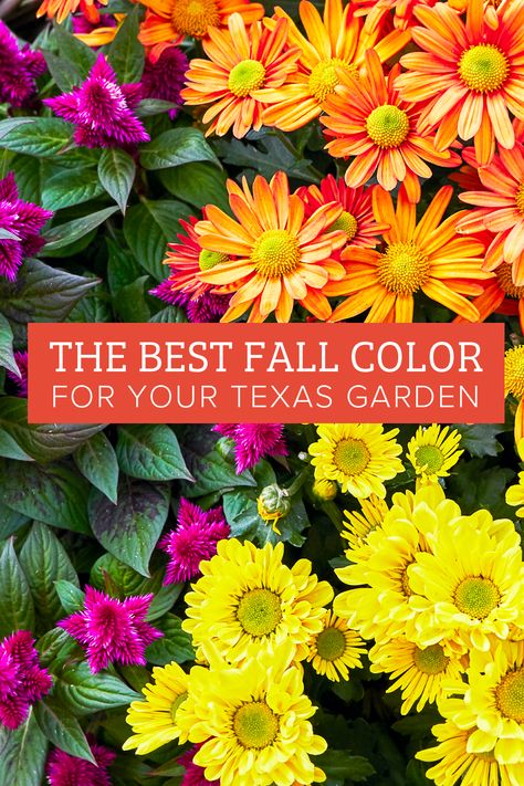 Fall Flowerbed Ideas, Fall Planting Perennials, Autumn Gardening, Fall Landscaping, Fall Container Gardens, Texas Garden, Fall Containers, Fall Planting, Texas Gardening