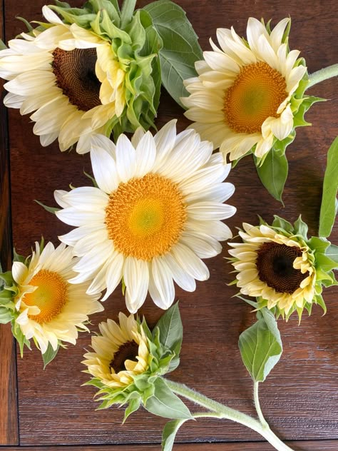 White Sunflower Arrangement, White Lite Sunflower, White Sunflower Bouquet, Sunflowers Pictures, Jazzy Wedding, Sunflower Varieties, Sunflower Aesthetic, Plant Palette, White Sunflower