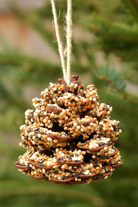 These pinecone bird feeders are SO PRETTY and they're so easy to make! With just a few simple supplies you can make one in less than 10 minutes! It's a great craft for kids, tweens, teens, adults, seniors and even in the classroom! It's so much fun to watch the birds it brings to the backyard! Diy Pool Ideas, Seed Ornaments, Pine Cone Bird Feeder, Bird Seed Ornaments, Bird Feeder Craft, Bird Seed Feeders, Homemade Bird Feeders, Easy Fall Crafts, Diy Bird Feeder